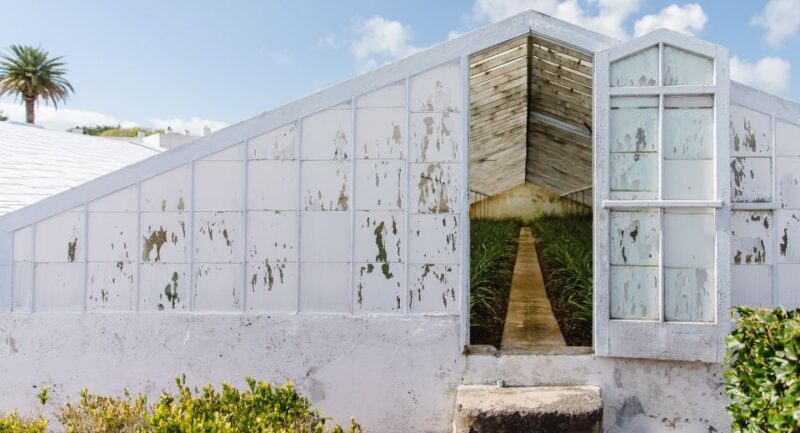 Ponta Delgada: Pineapple wine tasting and pineapple tour - The Experience: A Deep Dive