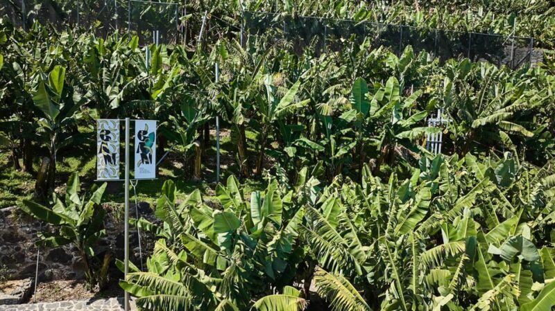 Ponta Do Sol : Madeira Banana Museum guided tour - The Sum Up