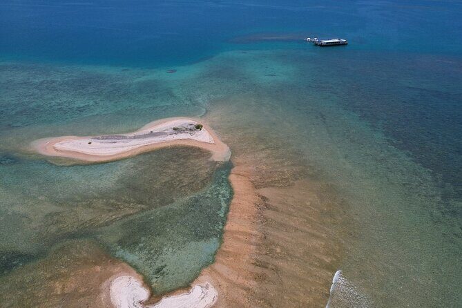 Ponton Day Trip SWIM with Turtles All meals included & Transport - Key Points