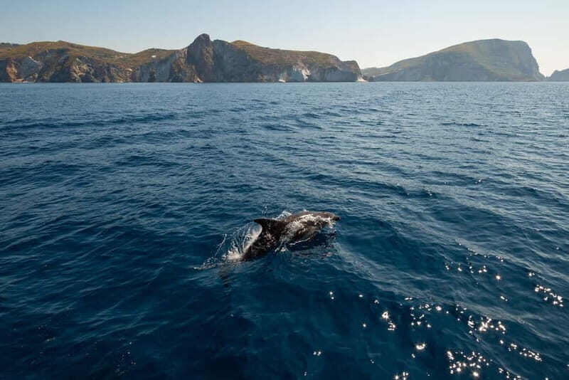 Ponza: Palmarola & Ponza Island Cruise with Swimming & Lunch - An In-Depth Look at the Ponza-Palmarola Cruise