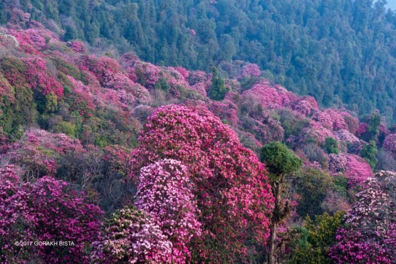 Poon Hill Sunrise Trek: 4 Days of Stunning Views and Scenery - Key Points
