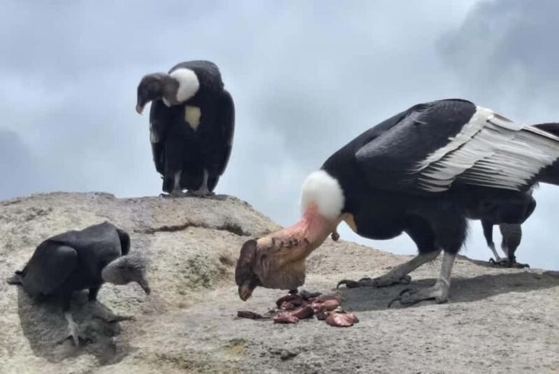 Popayan: Condor Watching in Purace + San Juan Hot Springs - Practical Considerations