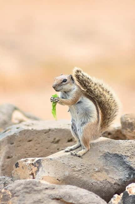 Popcorn Beach, Isla de Lobos y Dunas: ¡Popcorn Beach! - Final Thoughts