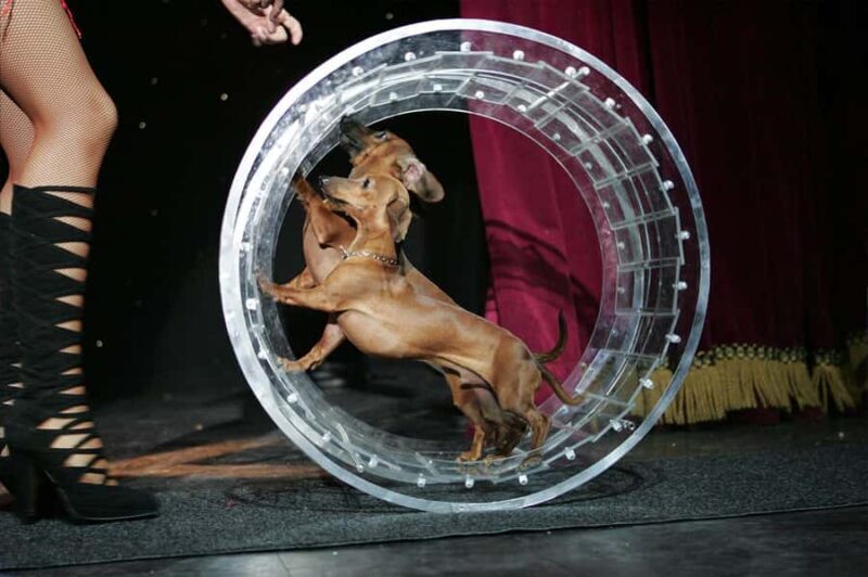 Popovich Comedy Pet Theater in Las Vegas - Discover the Playful World of Popovich Comedy Pet Theater in Las Vegas