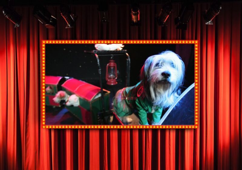 Popovich Comedy Pet Theater in Las Vegas - Popovich Comedy Pet Theater in Las Vegas