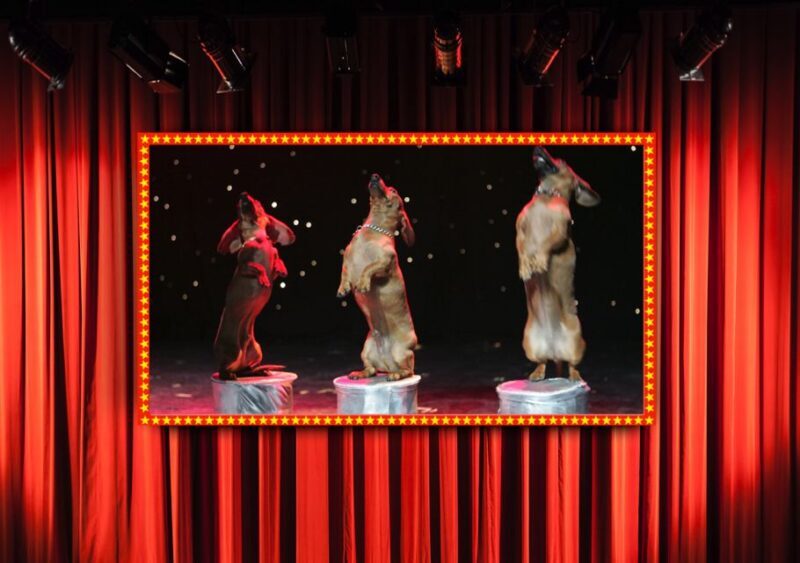 Popovich Comedy Pet Theater in Las Vegas - Practical Tips for Visitors