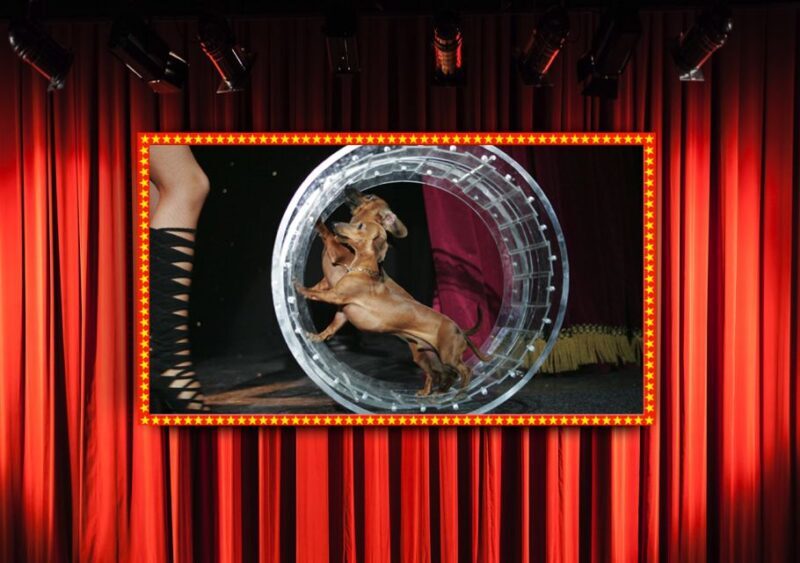 Popovich Comedy Pet Theater in Las Vegas - Frequently Asked Questions