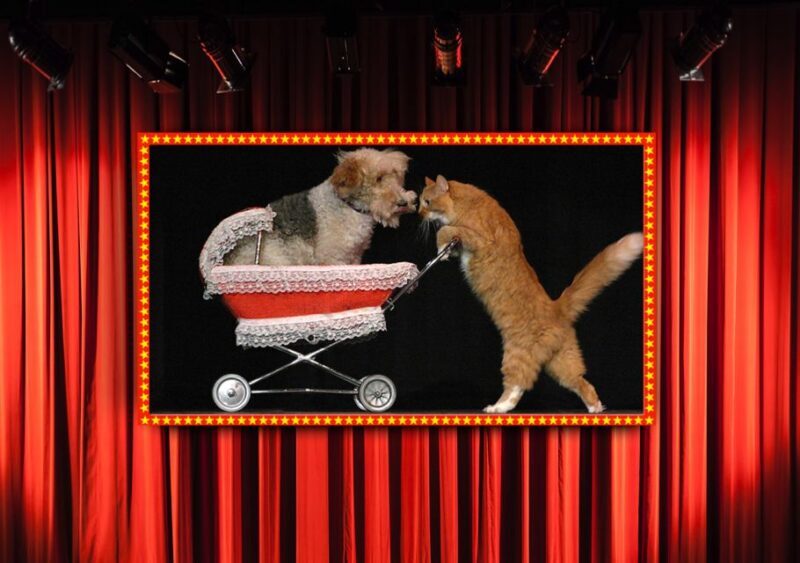 Popovich Comedy Pet Theater in Las Vegas - Final Thoughts