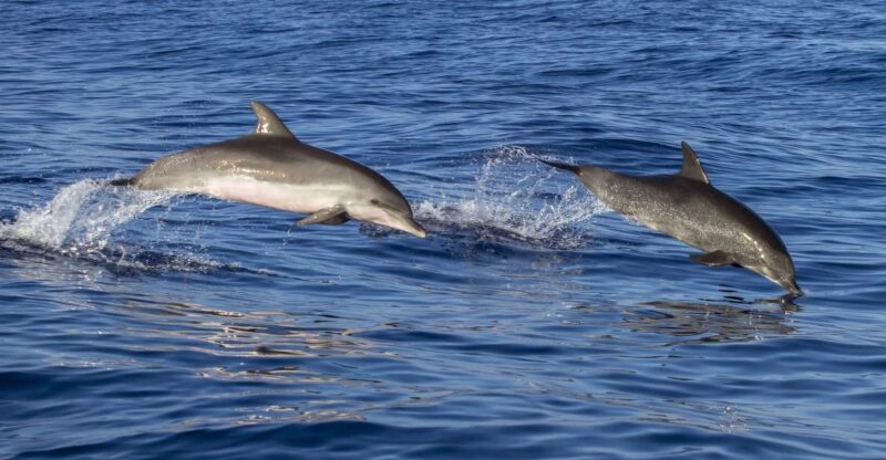 Pore: Dolphin Spotting Cruise with Included Drinks - Who Will Love This Tour?