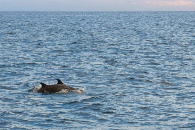 Pore: Evening Boat Trip to Discover Dolphins - The Practical Details