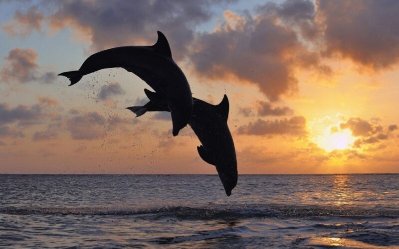 Pore: Private Snorkeling Tour with Dolphin-Watching - An Overview of the Experience