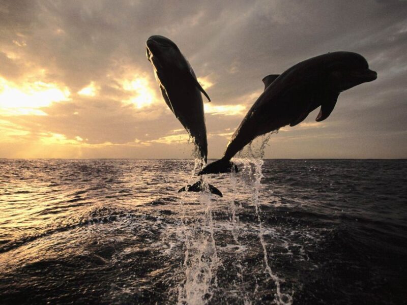 Pore: Private Snorkeling Tour with Dolphin-Watching - Snorkeling in Lim Fjord