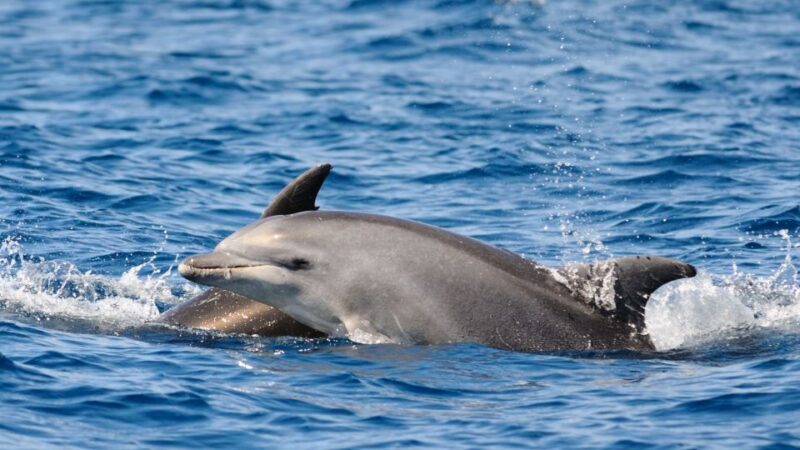 Pore: Private Snorkeling Tour with Dolphin-Watching - The Value of a Private Tour
