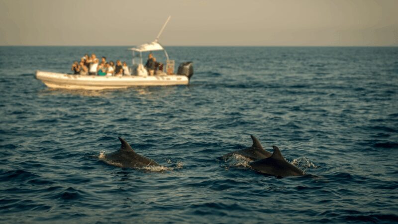 Pore: Private Snorkeling Tour with Dolphin-Watching - Who Should Consider This Tour?