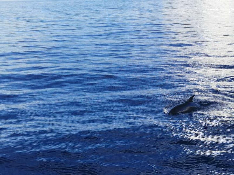 Pore: Sunset Dolphin Safari Cruise with Drinks - Key Points