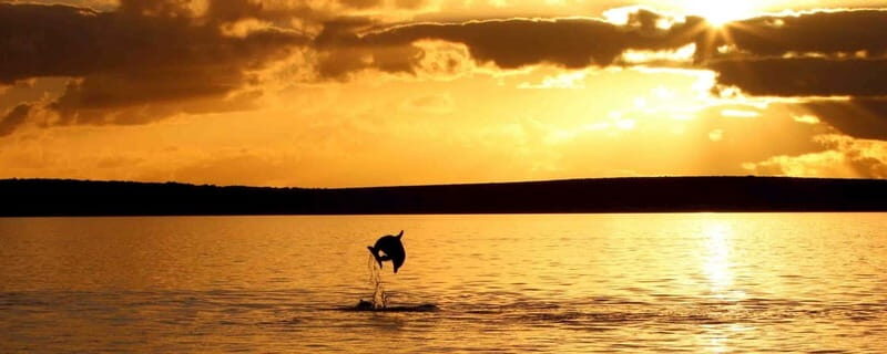 Pore: Sunset Dolphin Safari Cruise with Drinks - What to Expect From the Cruise
