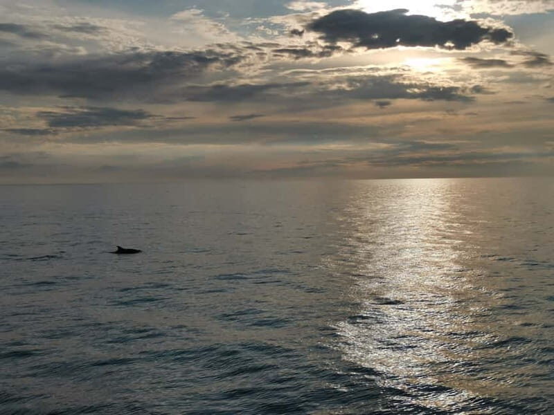 Pore: Sunset Dolphin Safari Cruise with Drinks - Authentic Wildlife Observation and Respect for Nature
