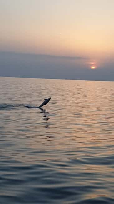 Pore: Sunset Dolphin Safari with Dinner and Drinks - Key Points
