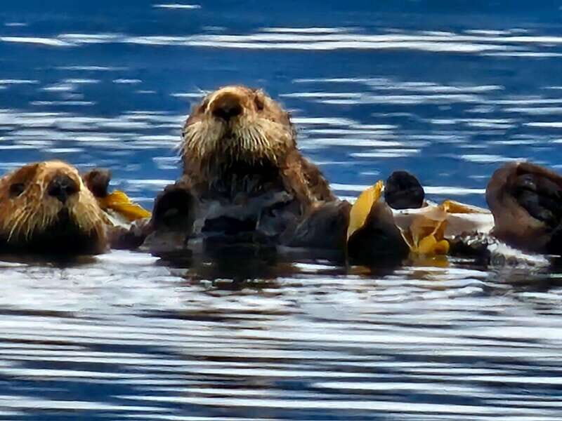 Port Alice: Sea Otter and Wildlife Tour - 6 hour with lunch - Exploring the Itinerary and Setting
