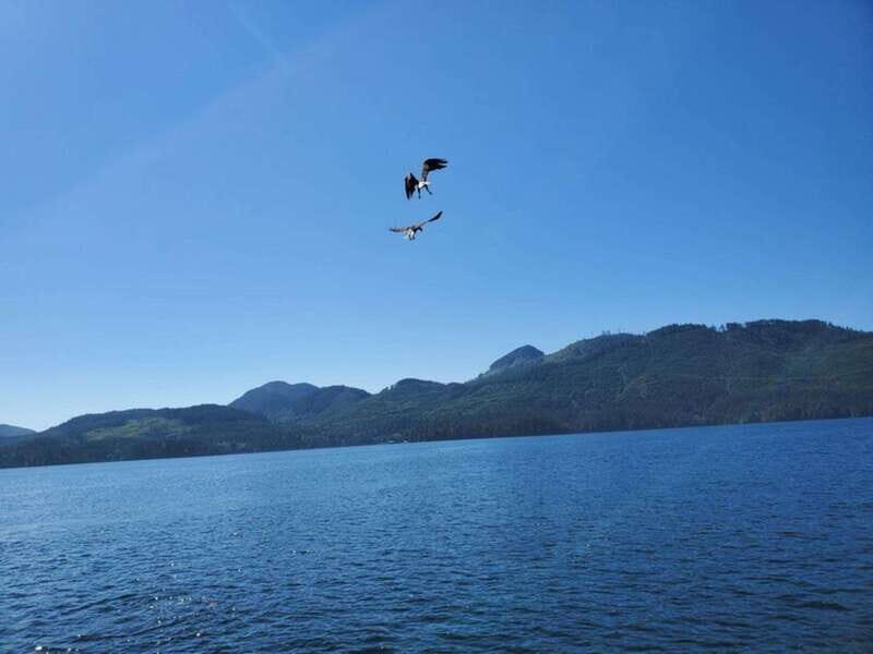 Port Alice: Sea Otter and Wildlife Tour - 6 hour with lunch - Who Is This Tour Best For?