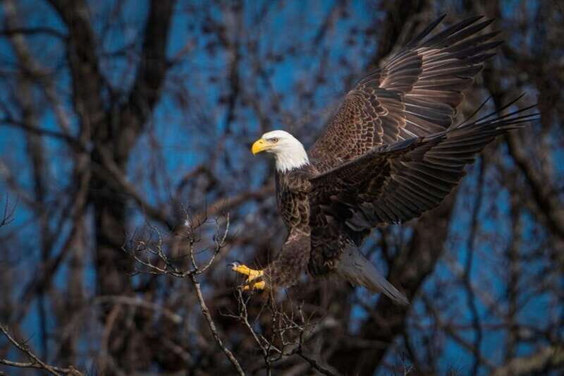 Port Alice: Sea Otter and Wildlife Watching Boat Tour - Exploring Port Alice: Sea Otter and Wildlife Watching Boat Tour