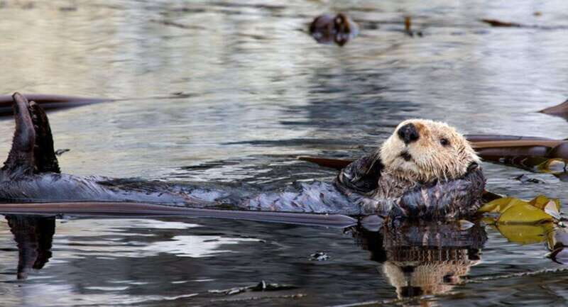 Port Alice: Sea Otter and Wildlife Watching Boat Tour - Final Thoughts