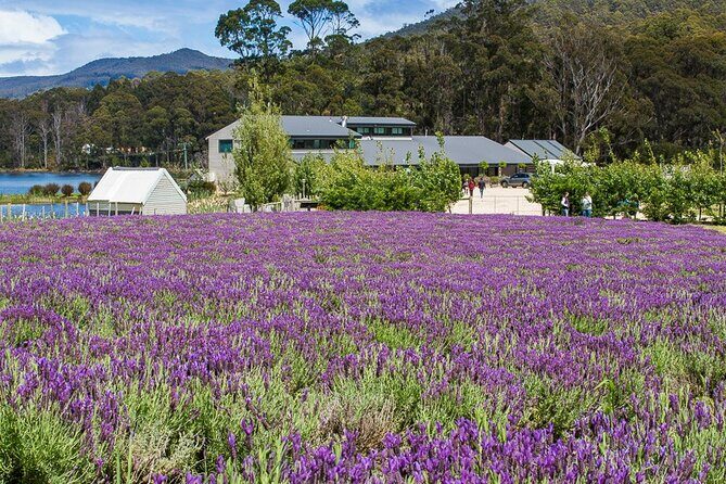 Port Arthur Shuttle and Tasman Sights Tour - Transportation and Group Dynamics