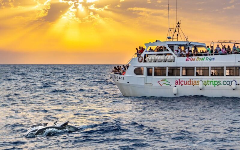 Port d'Alcudia: Sunrise at Sea & Dolphin Watching Boat Tour - An In-Depth Look at the Dolphin & Sunrise Cruise
