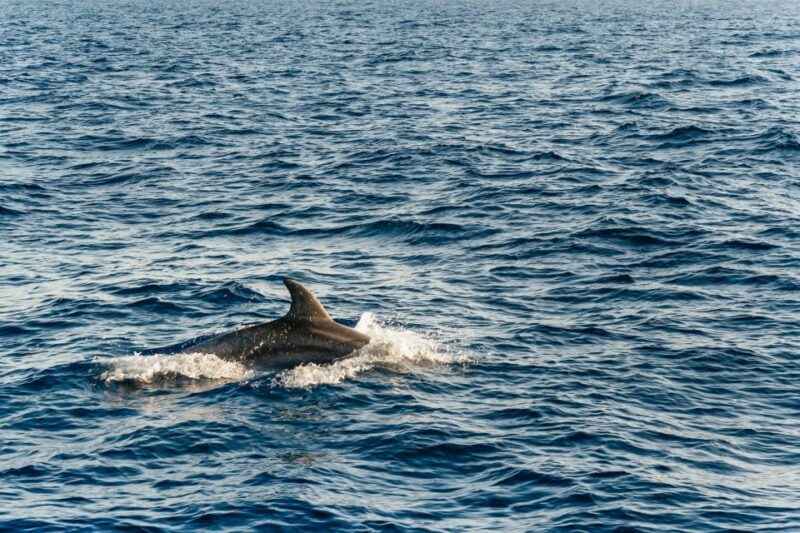 Port d'Alcudia: Sunrise at Sea & Dolphin Watching Boat Tour - Final Thoughts