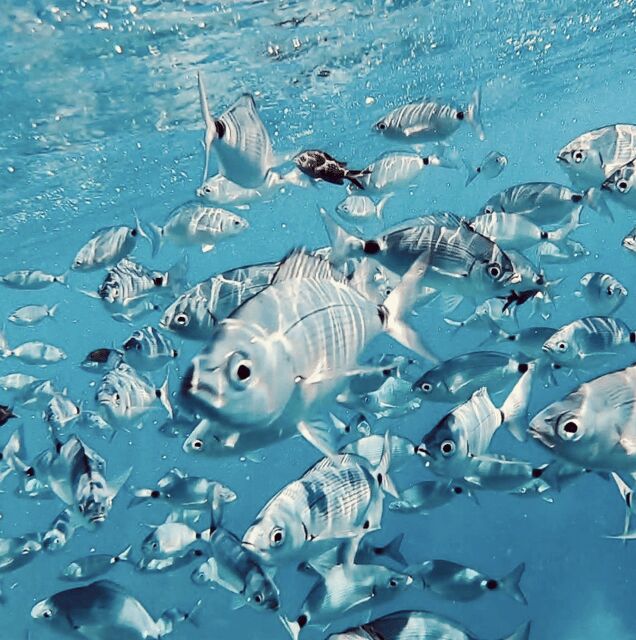 Port de Sóller: Snorkeling Tour with Professional Guide - Key Points