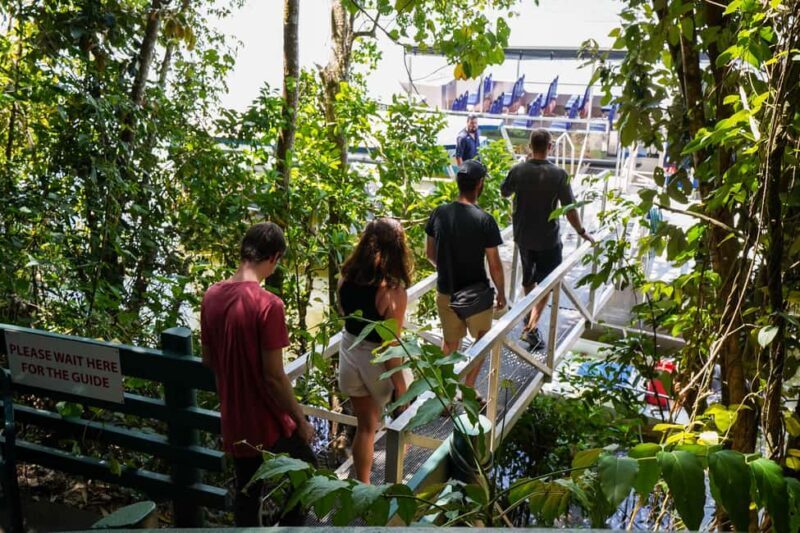 Port Douglas: Afternoon Daintree Tour w/ Wildlife Cruise - Deep Dive: What Makes This Tour Stand Out?