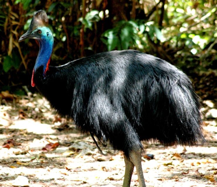 Port Douglas: Daintree Rainforest and Mossman Gorge Tour - A Deep Dive into the Daintree Adventure