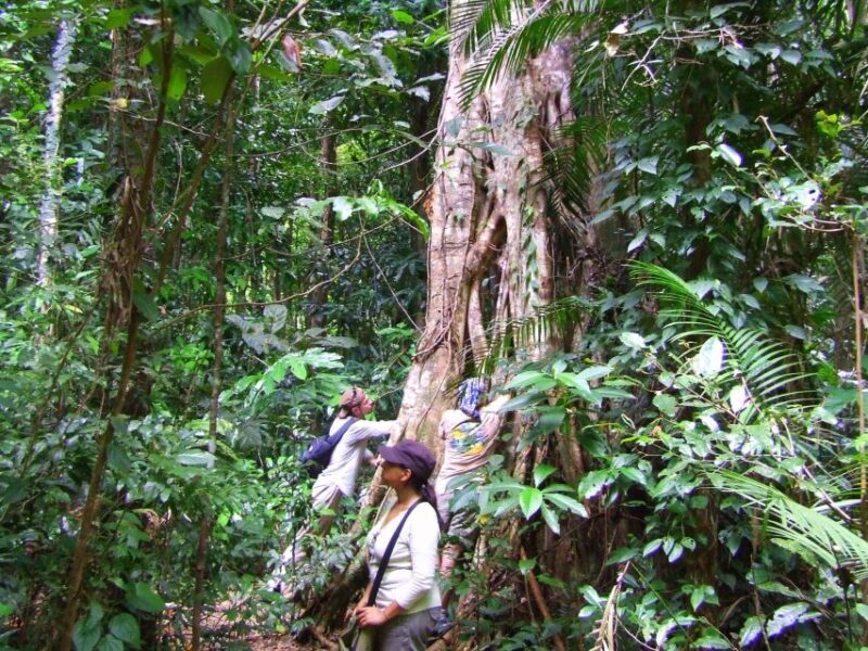 Port Douglas: Daintree Rainforest and Mossman Gorge Tour - Final Thoughts