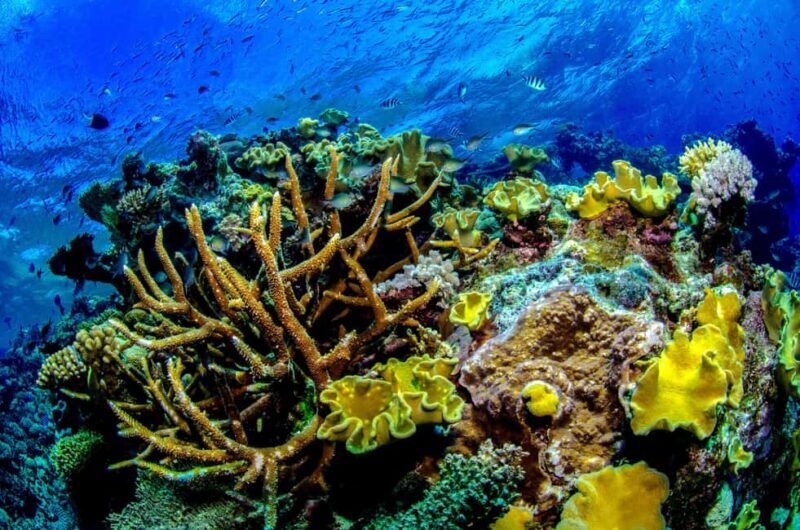Port Douglas: Just 12 Passengers Guided Snorkel Reef Cruise - Reef Site 1: First Encounter with Underwater Color