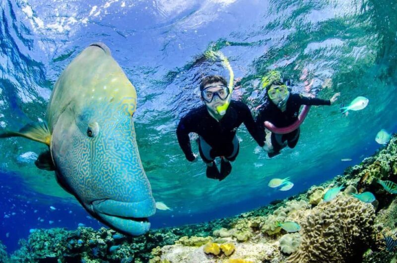 Port Douglas: Just 12 Passengers Guided Snorkel Reef Cruise - Return Journey: Gourmet Lunch and Reflection