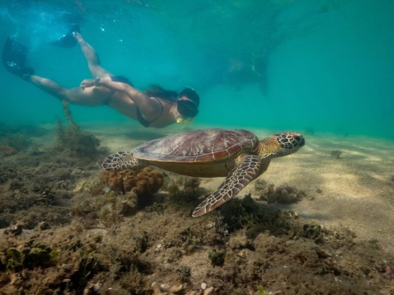 Port Douglas: Low Isles Glass Bottom Boat & Snorkeling Tour - The Sum Up
