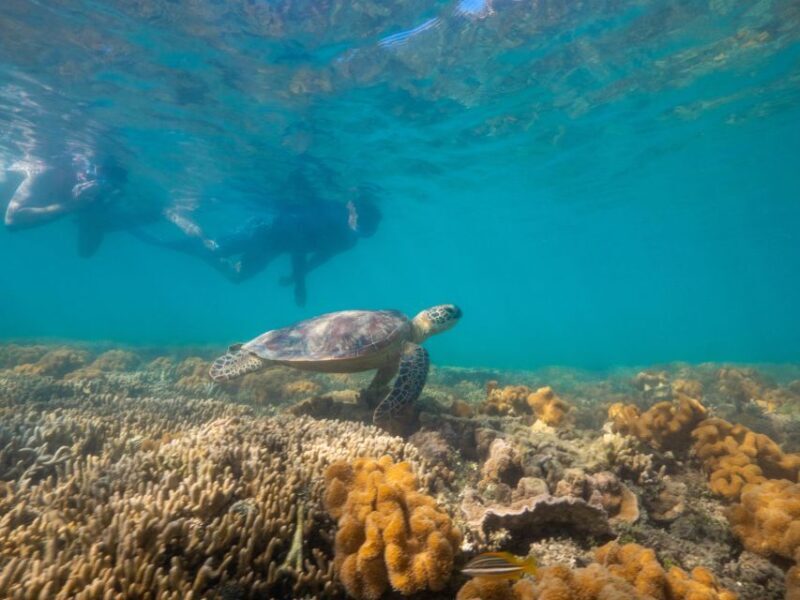 Port Douglas: Low Isles Glass Bottom Boat & Snorkeling Tour - FAQ