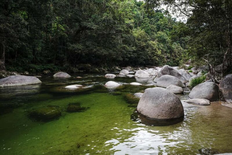 Port Douglas: Morning Daintree Tour w/ Wildlife Cruise - Key Points
