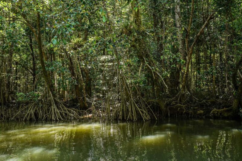 Port Douglas: Morning Daintree Tour w/ Wildlife Cruise - The Sum Up