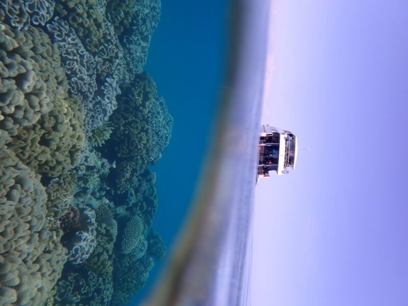 Port Douglas: Outer Great Barrier Reef Snorkeling Cruise - How This Tour Compares and Who Will Love It