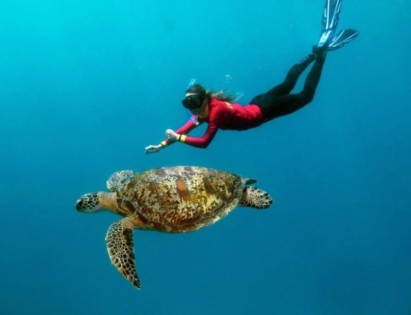 Port Douglas: Quicksilver Outer Barrier Reef Full-Day Cruise - A Practical Look at the Quicksilver Outer Barrier Reef Full-Day Cruise