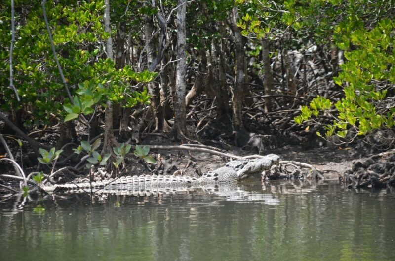 Port Douglas: River Cruise, Crocodile Spotting, Drink/ Snack - Final Thoughts