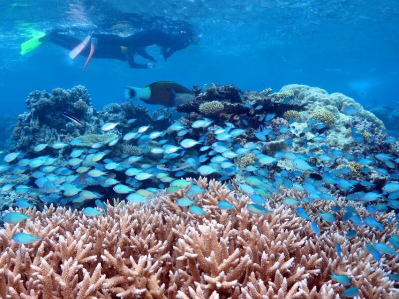 Port Douglas: Silversonic Great Barrier Reef Dive & Snorkel - Exploring the Reef: A Full Breakdown