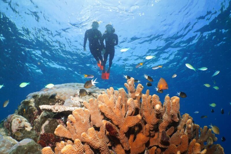 Port Douglas: Silversonic Great Barrier Reef Dive & Snorkel - Frequently Asked Questions