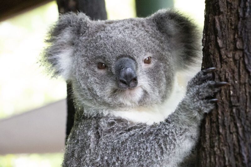 Port Douglas: Wildlife Habitat Entrance Ticket - FAQ
