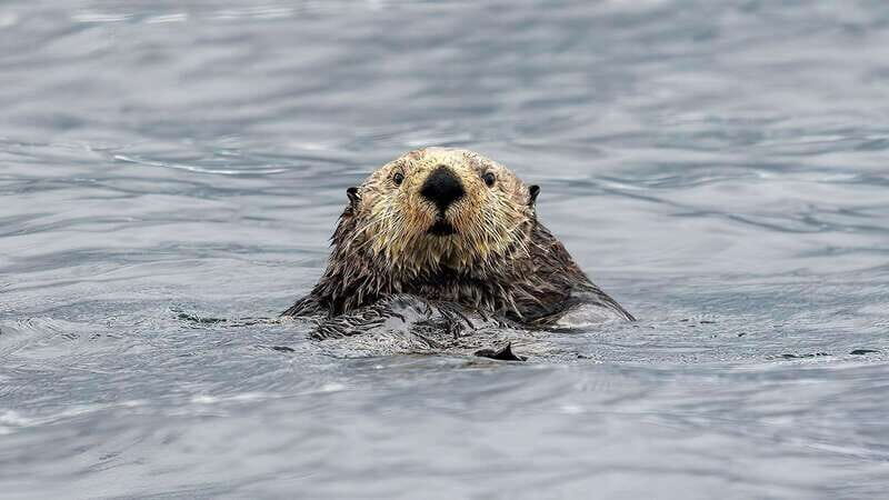 Port Hardy: Sea Otter and Whale Watching - An In-Depth Look at the Wildlife Tour from Port Hardy
