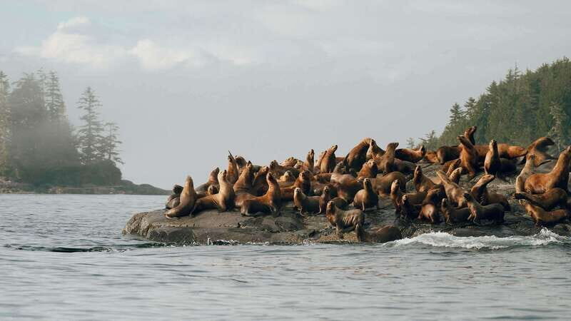 Port Hardy: Sea Otter and Whale Watching - Final Thoughts