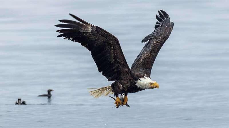 Port Hardy: Sea Otter and Whale Watching - FAQ