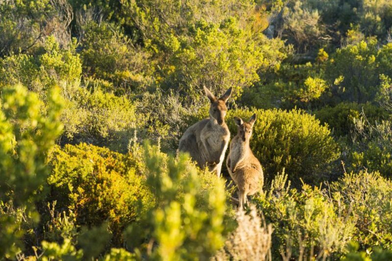 Port Lincoln: Coffin Bay Seafood, Wine, and Nature Day Trip - Frequently Asked Questions