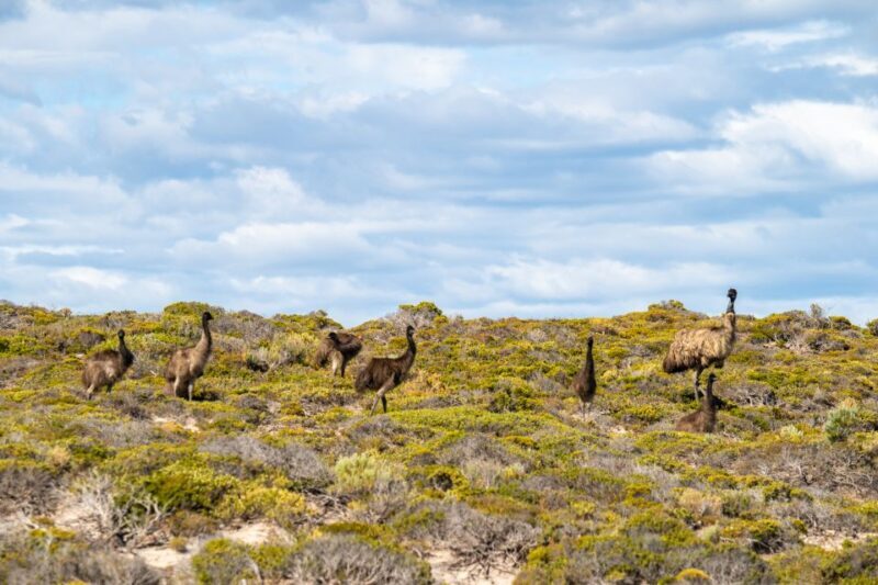 Port Lincoln: Lincoln National Park Sunset Sand Dunes Tour - A Detailed Look at the Lincoln National Park Sunset Sand Dunes Tour